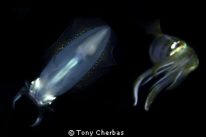 Night Squid by Tony Cherbas 